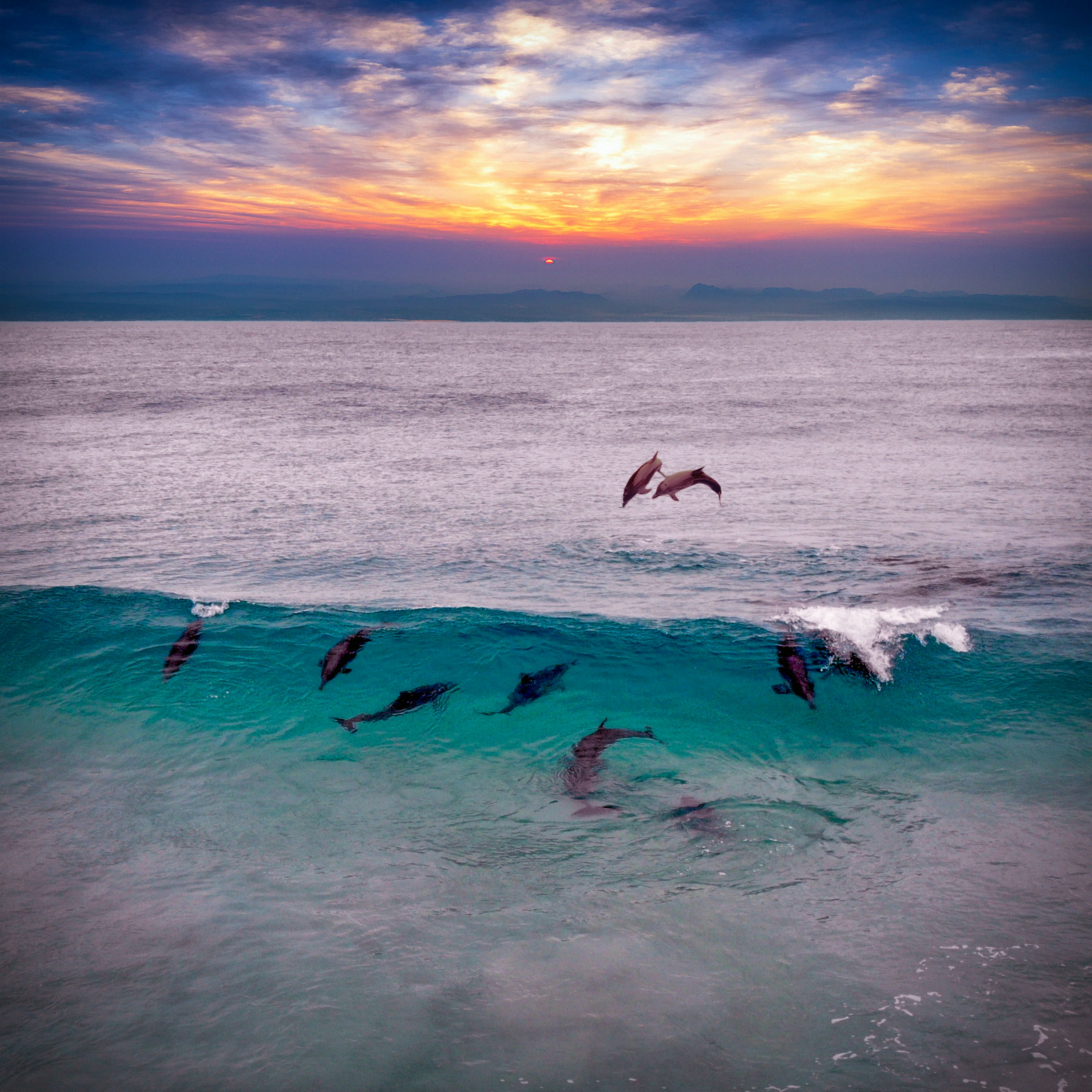 Dolphins jumping in a sunset wave