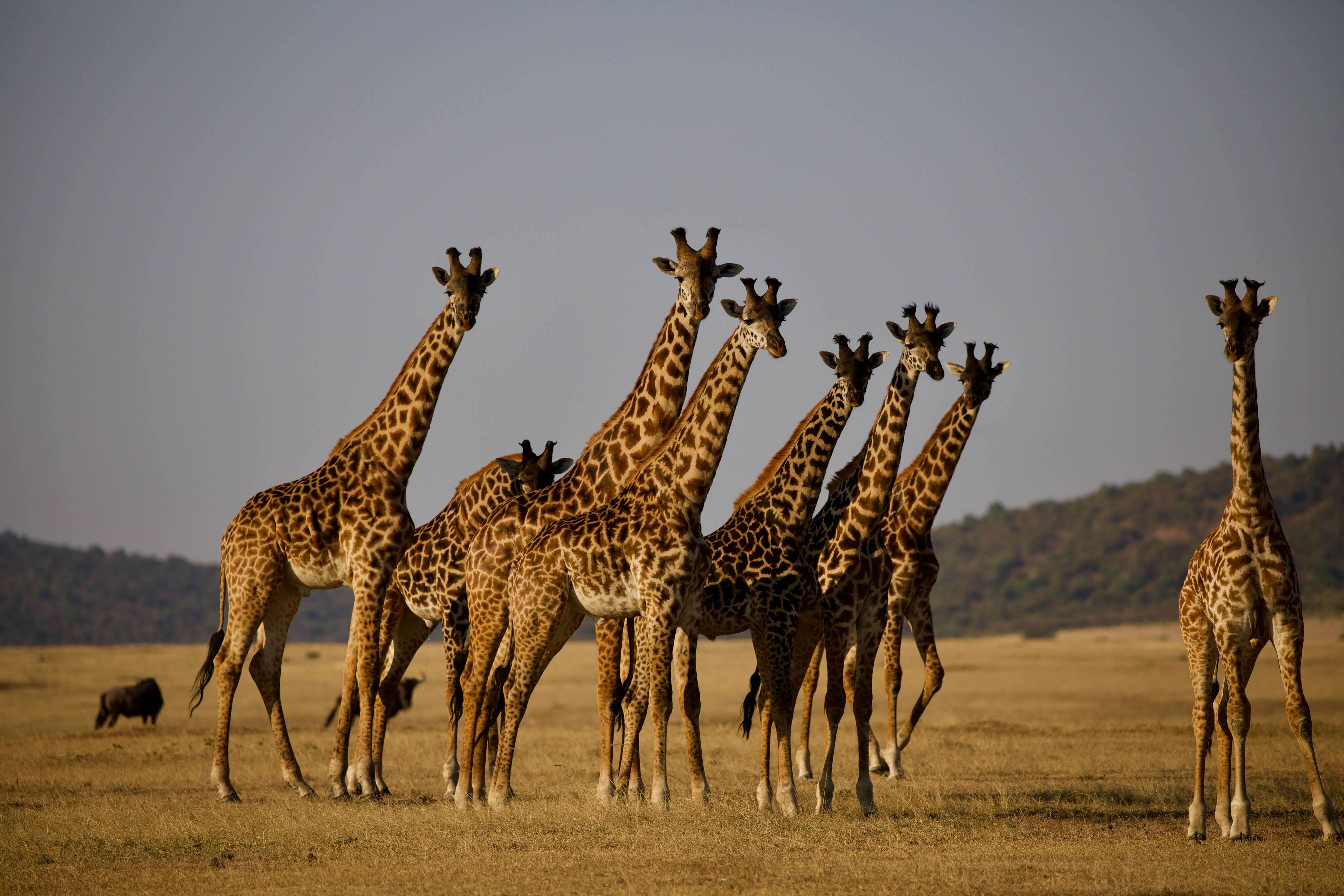 Giraffes in Tanzania safari