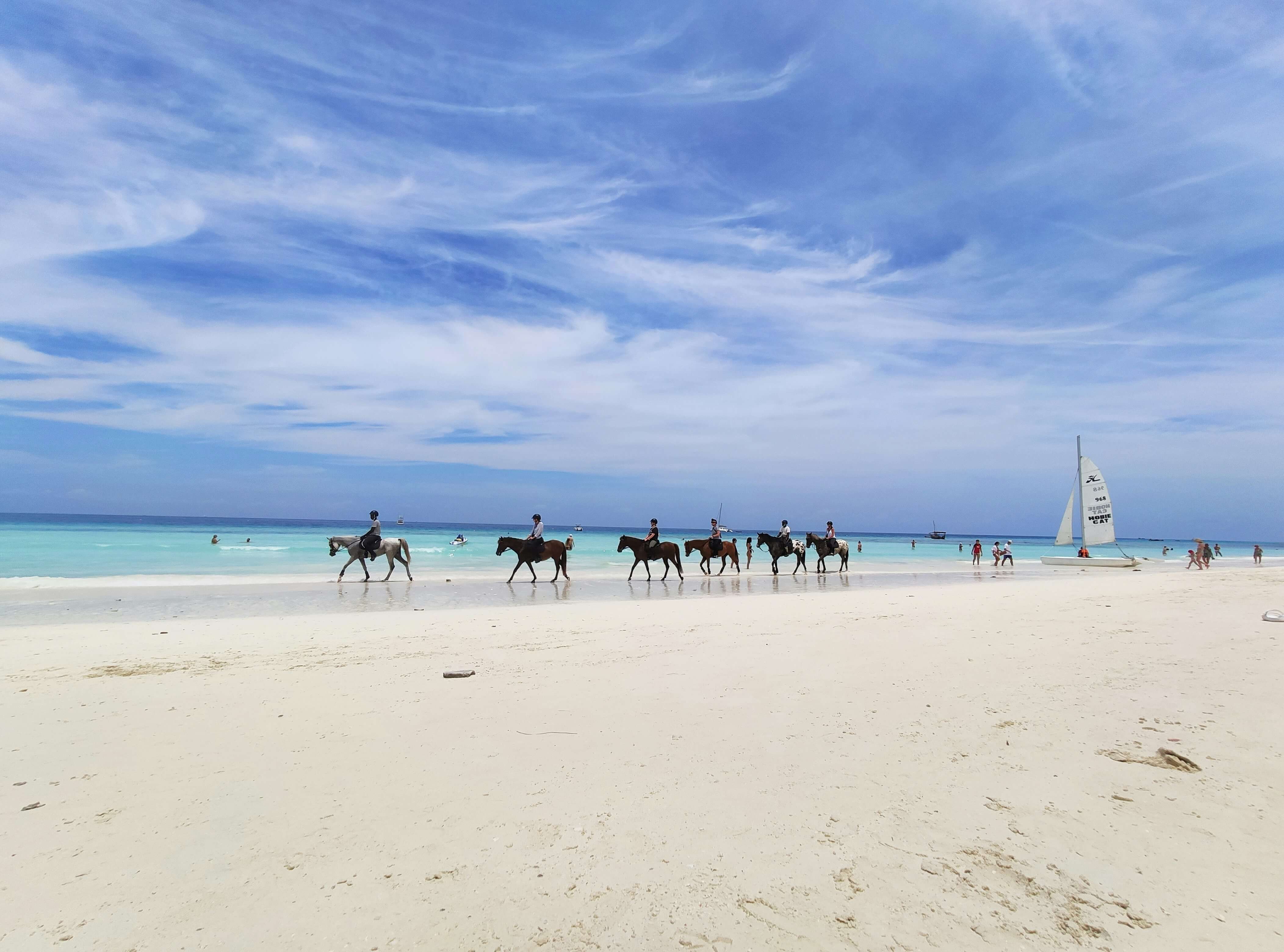 Dolphins swimming in Zanzibar's crystal clear waters during a dolphin tour excursion