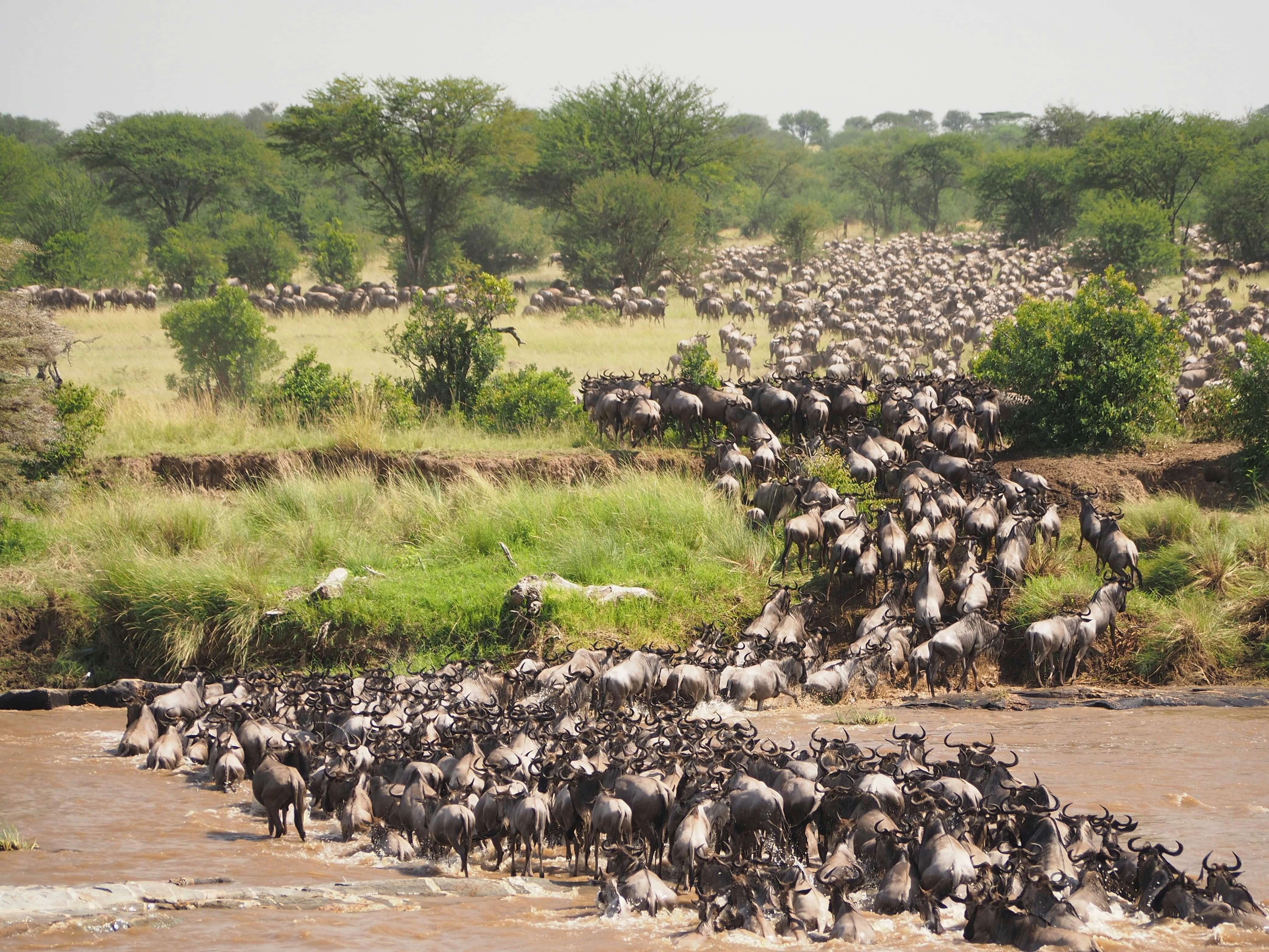 Serengeti National Park wildlife safari in Tanzania